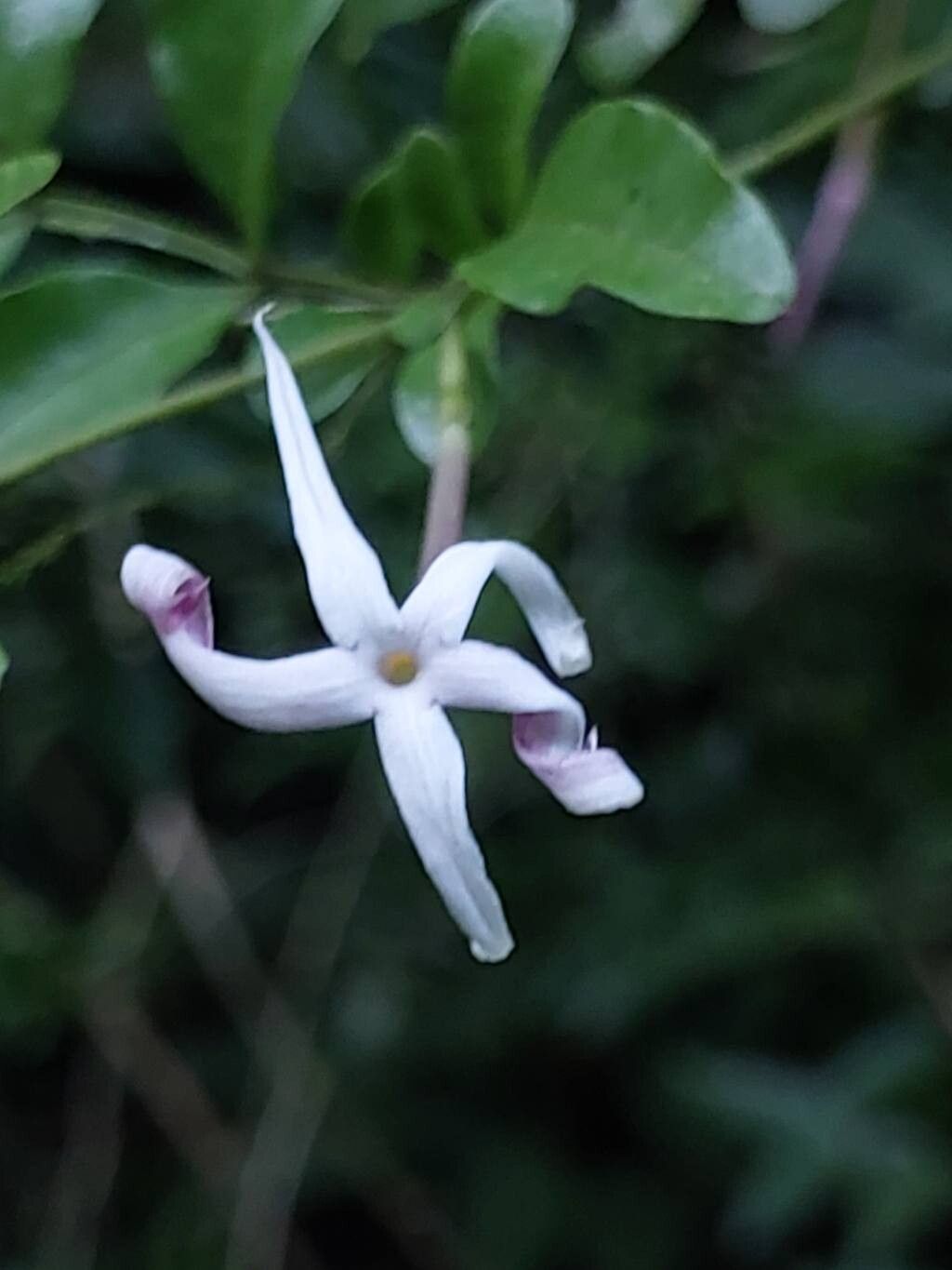 Jasminum kitchingii flower