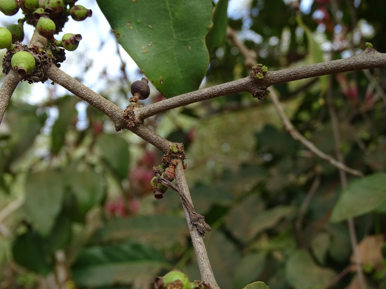 Tapinanthus globiferus bark