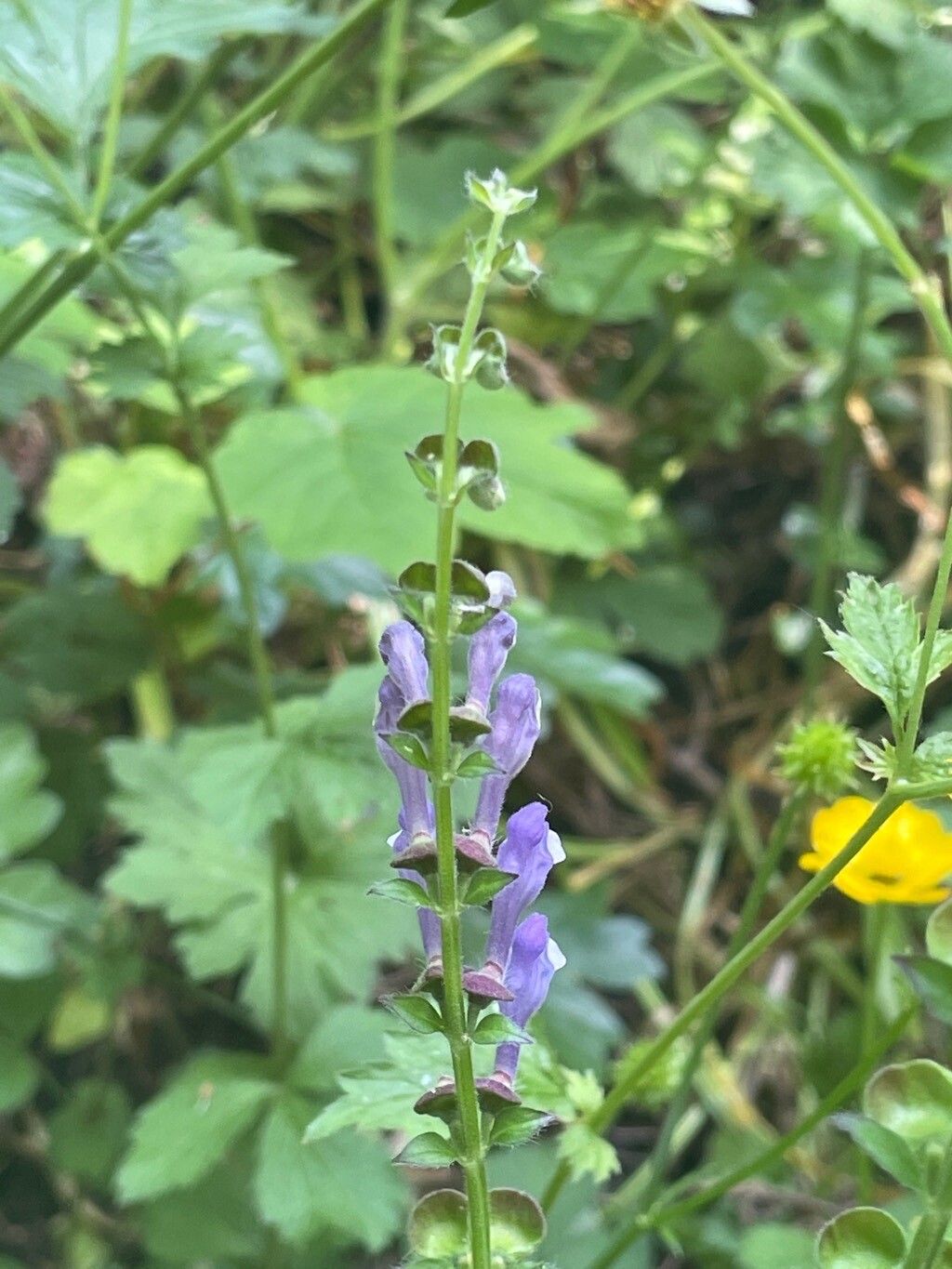Scutellaria altissima flower