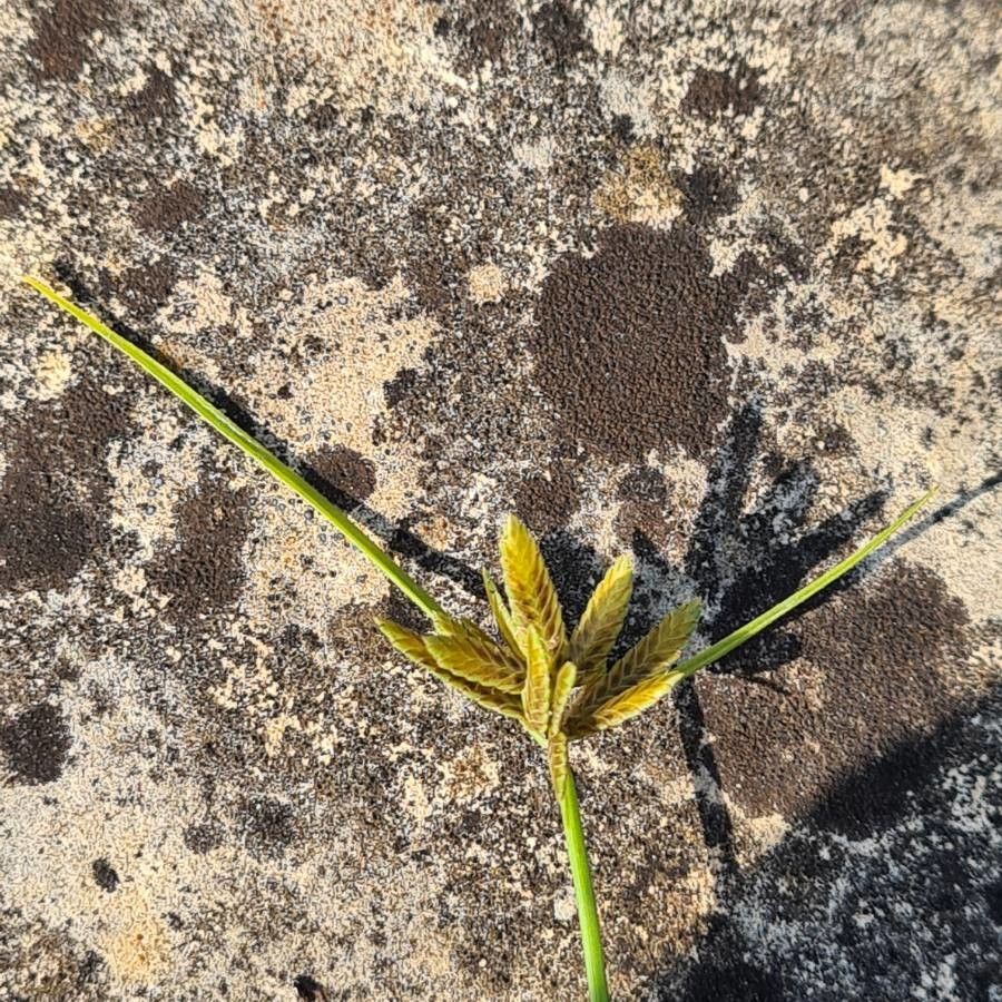 Cyperus compressus flower