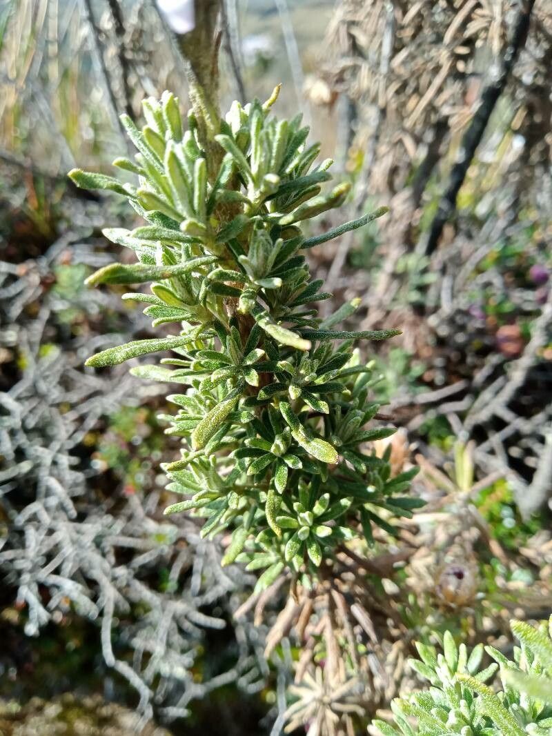 Diplostephium hartwegii — houseplant care guide