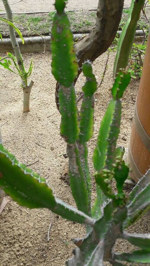 Euphorbia triangularis leaf