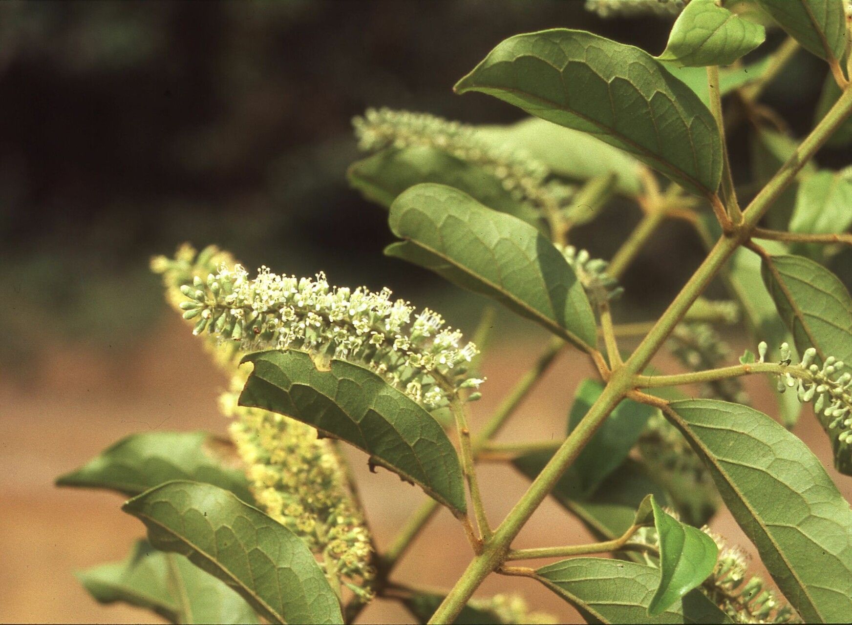 Combretum oudenhovenii — houseplant care guide