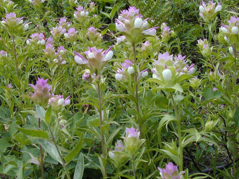 Orthocarpus cuspidatus habit