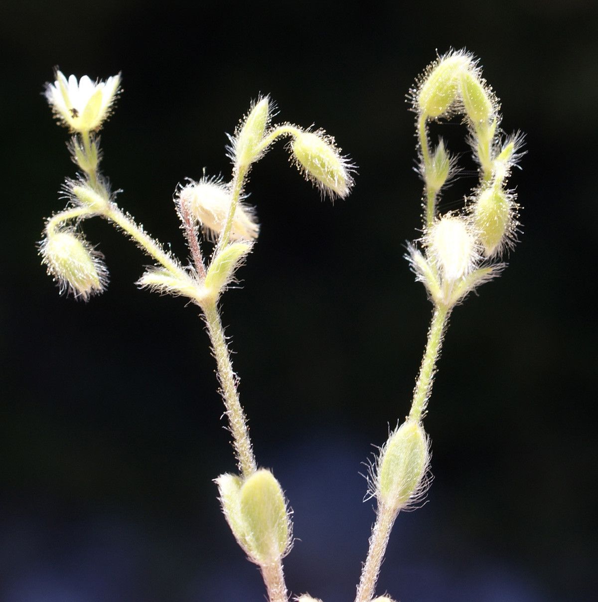 Cerastium comatum flower
