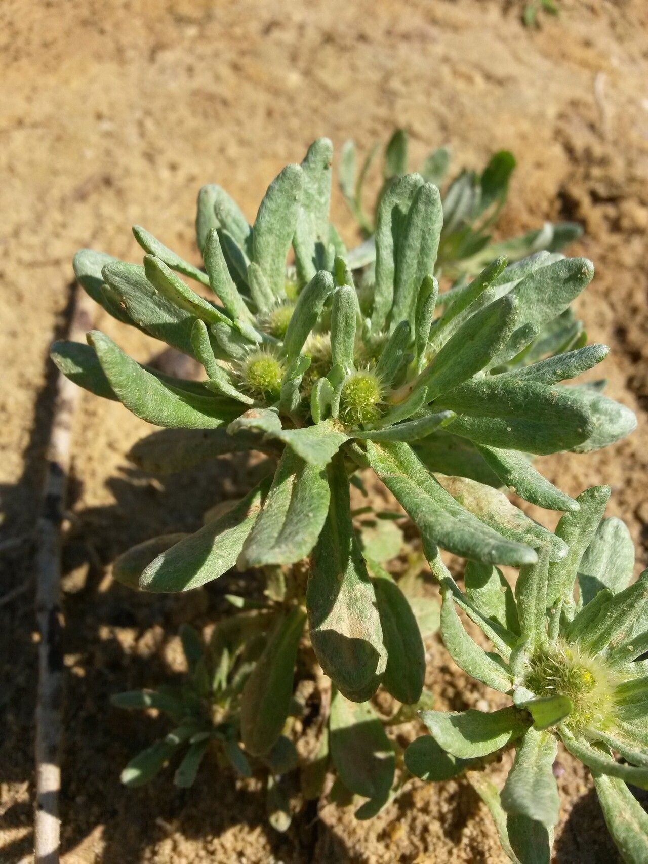 Filago desertorum leaf