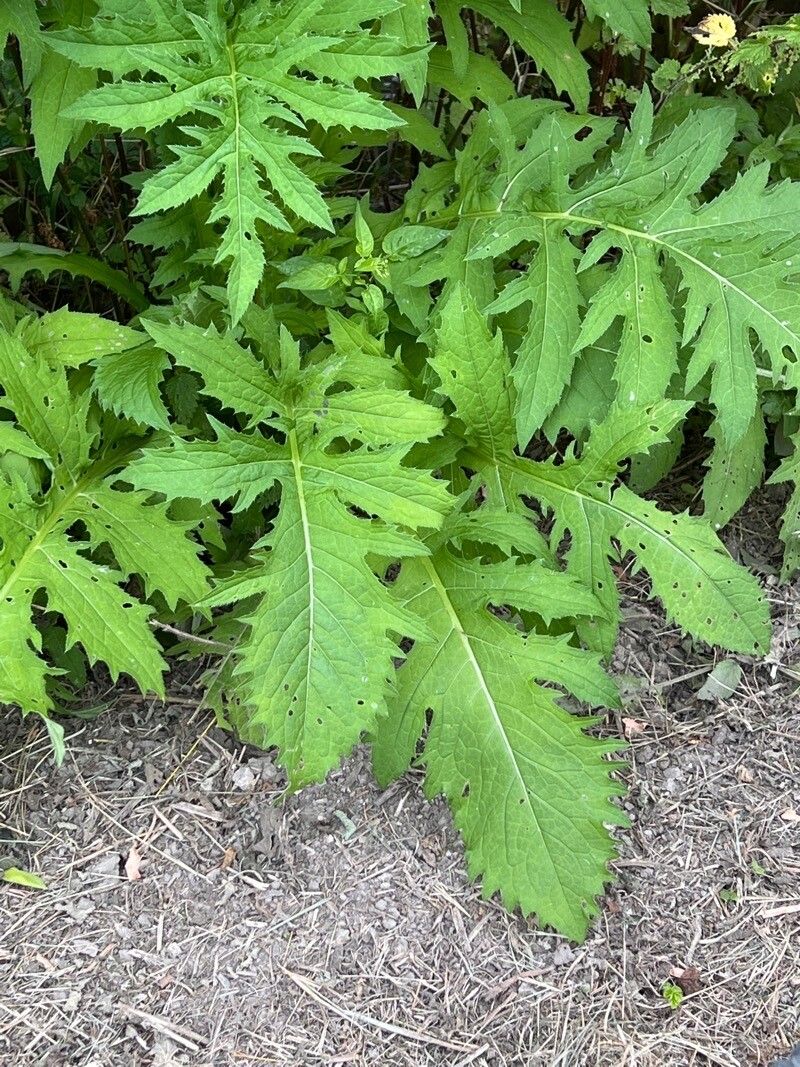 Cirsium alsophilum leaf