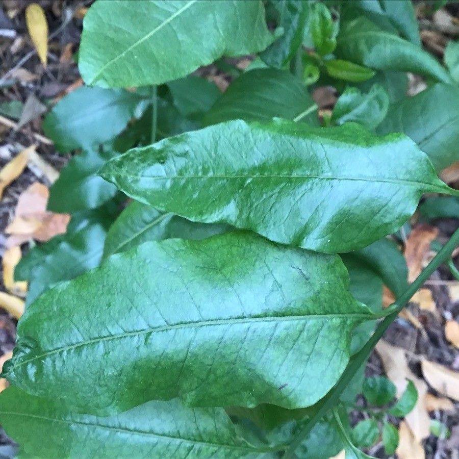 Bosea yervamora leaf