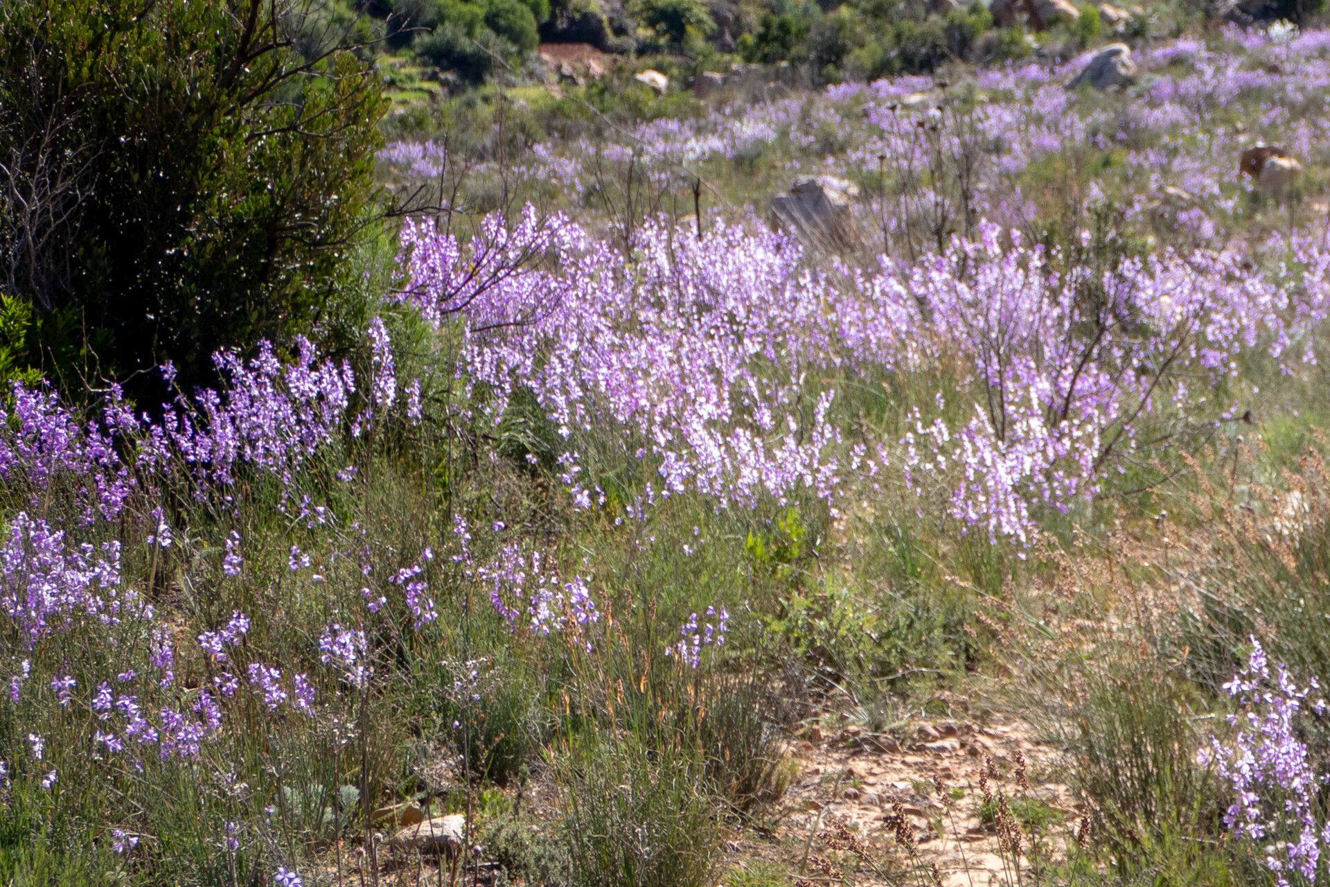 Heliophila juncea — related species from the same genus