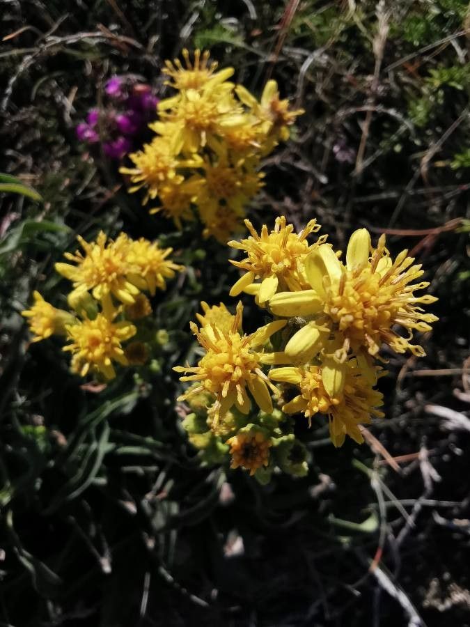 Ericameria ericoides flower