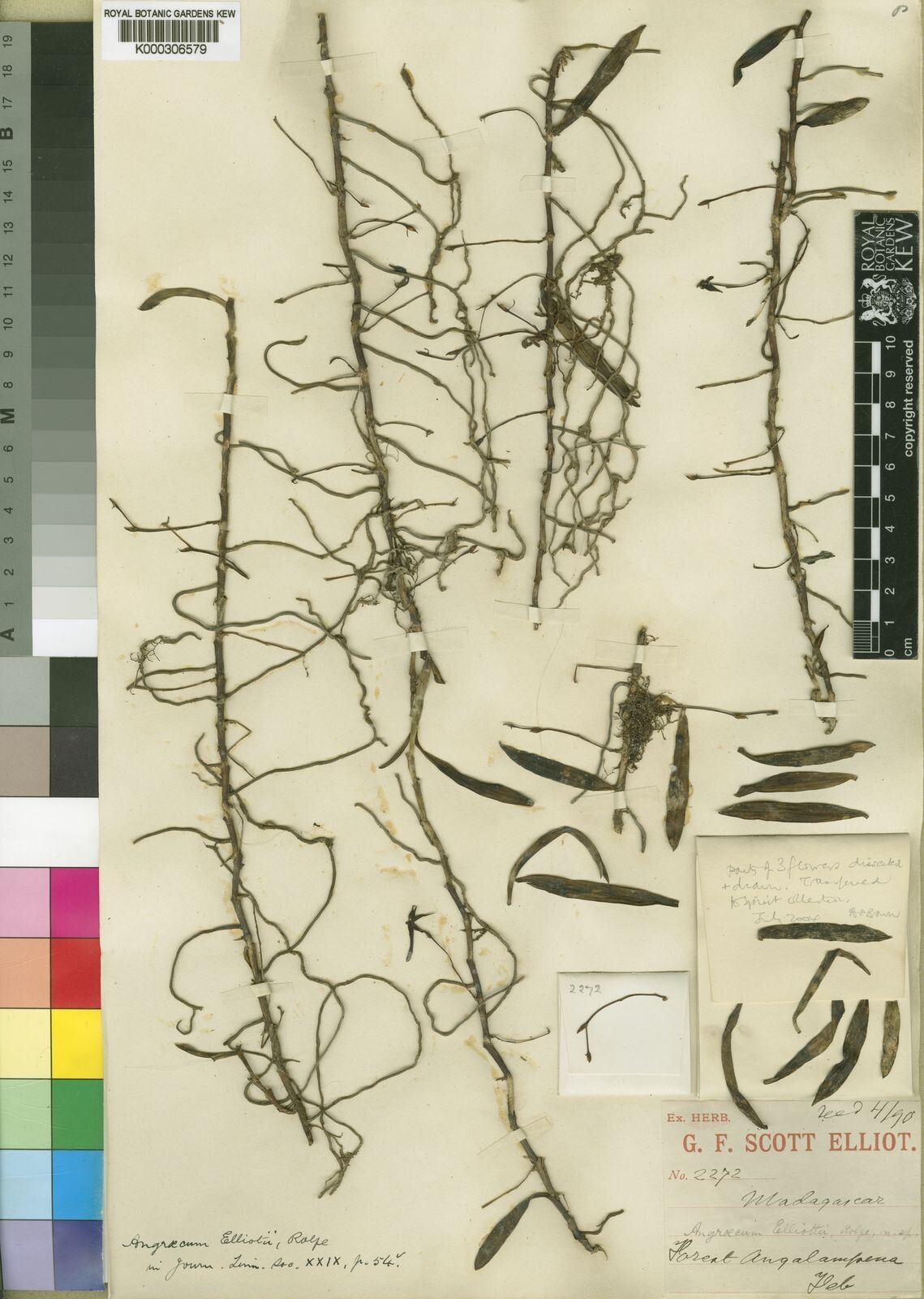 Angraecum elliotii — houseplant care guide