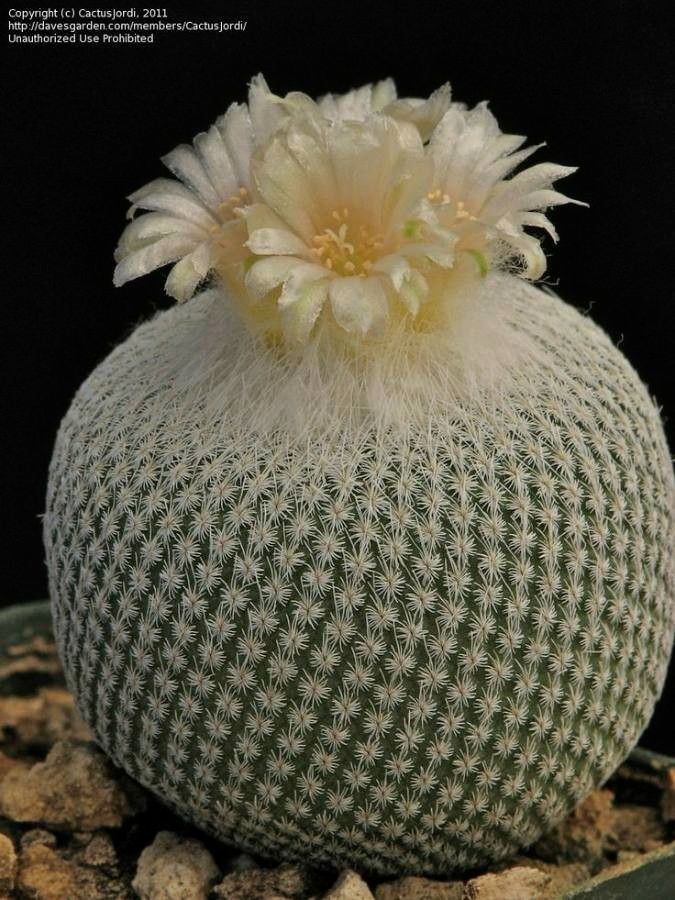 Epithelantha micromeris flower
