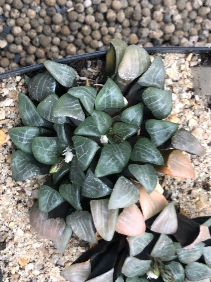 Haworthiopsis bruynsii