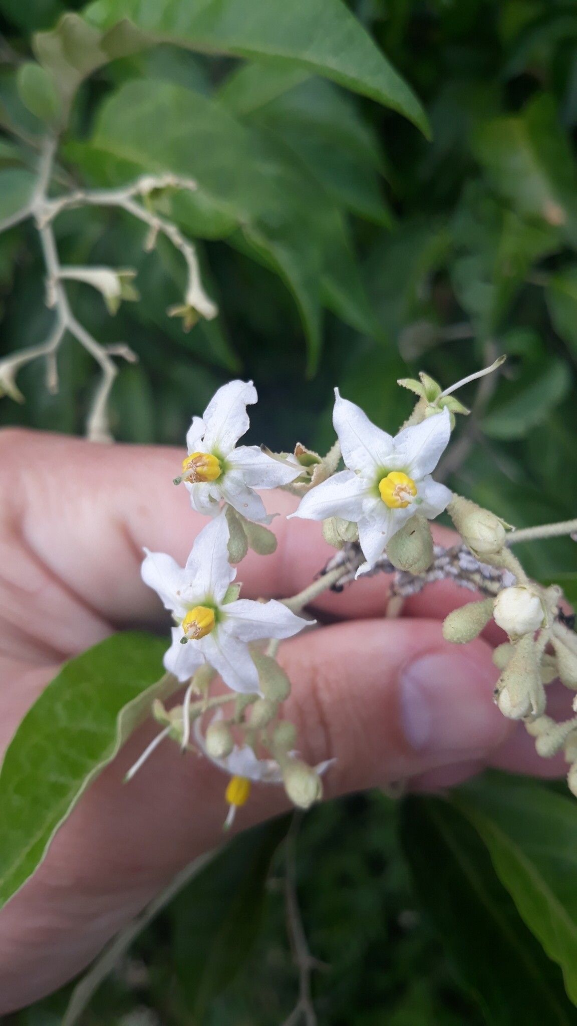 Solanum sanctae-catharinae flower