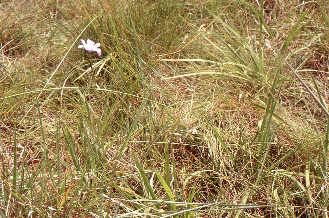 Moraea natalensis habit