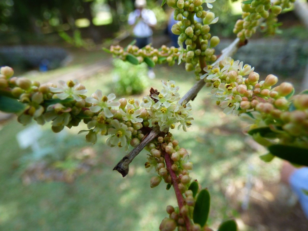 Phyllanthus emblica flower