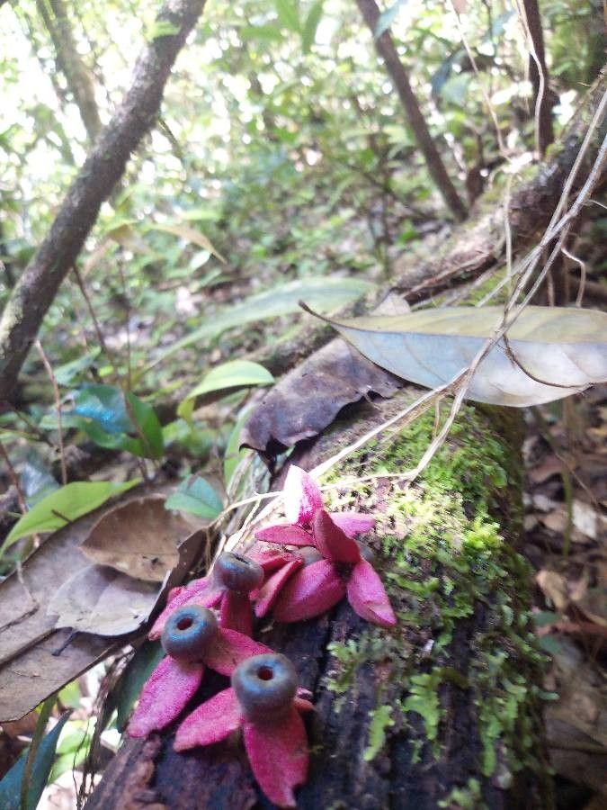 Annona haematantha flower