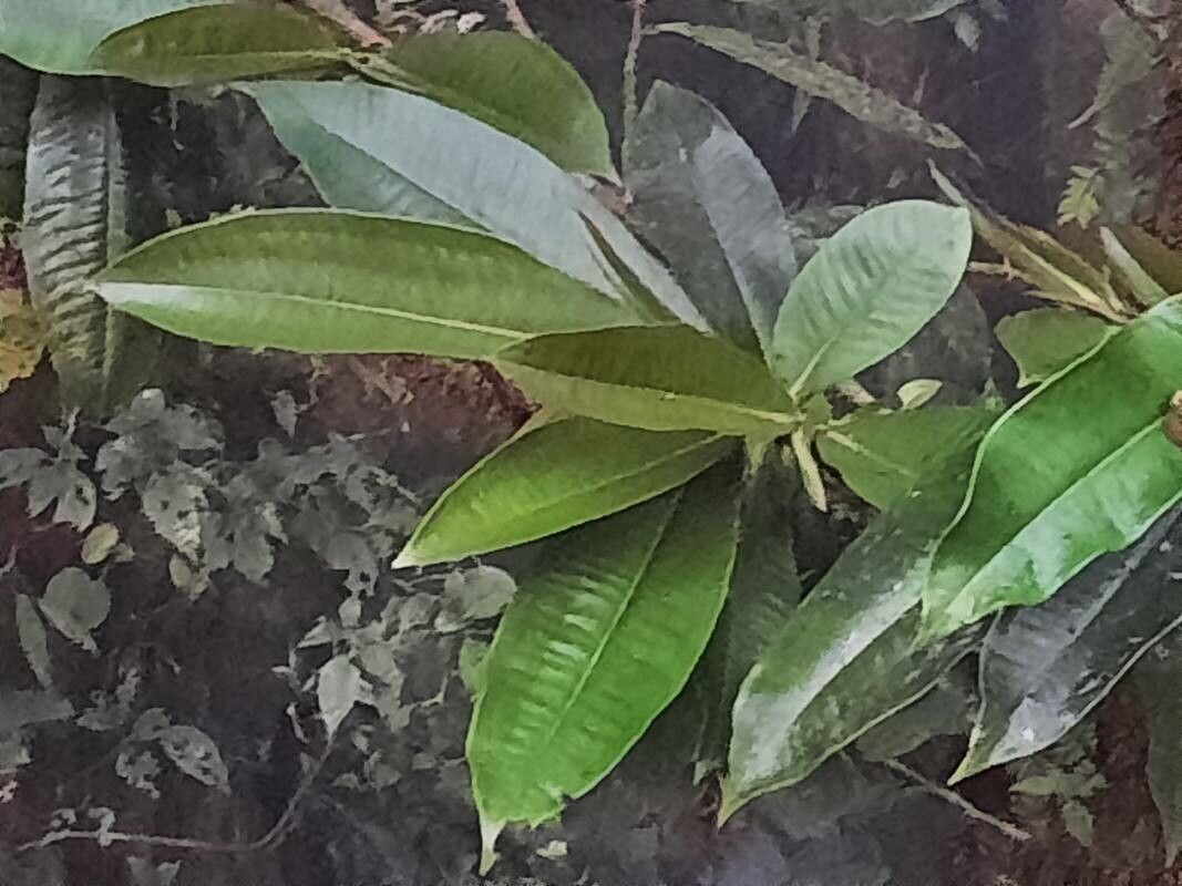 Ardisia palmana — search result for 'Ardisia'