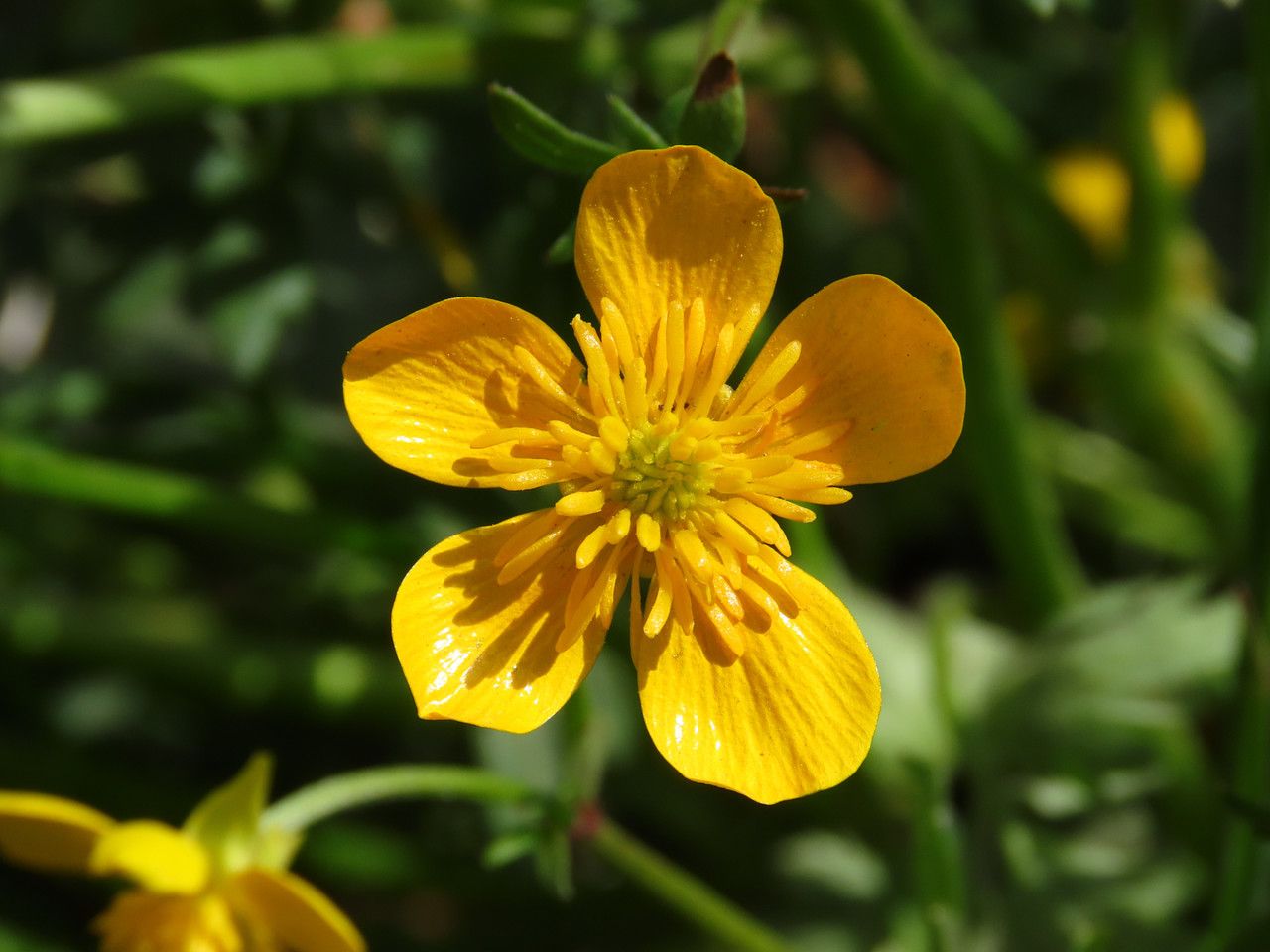 Ranunculus sardous flower