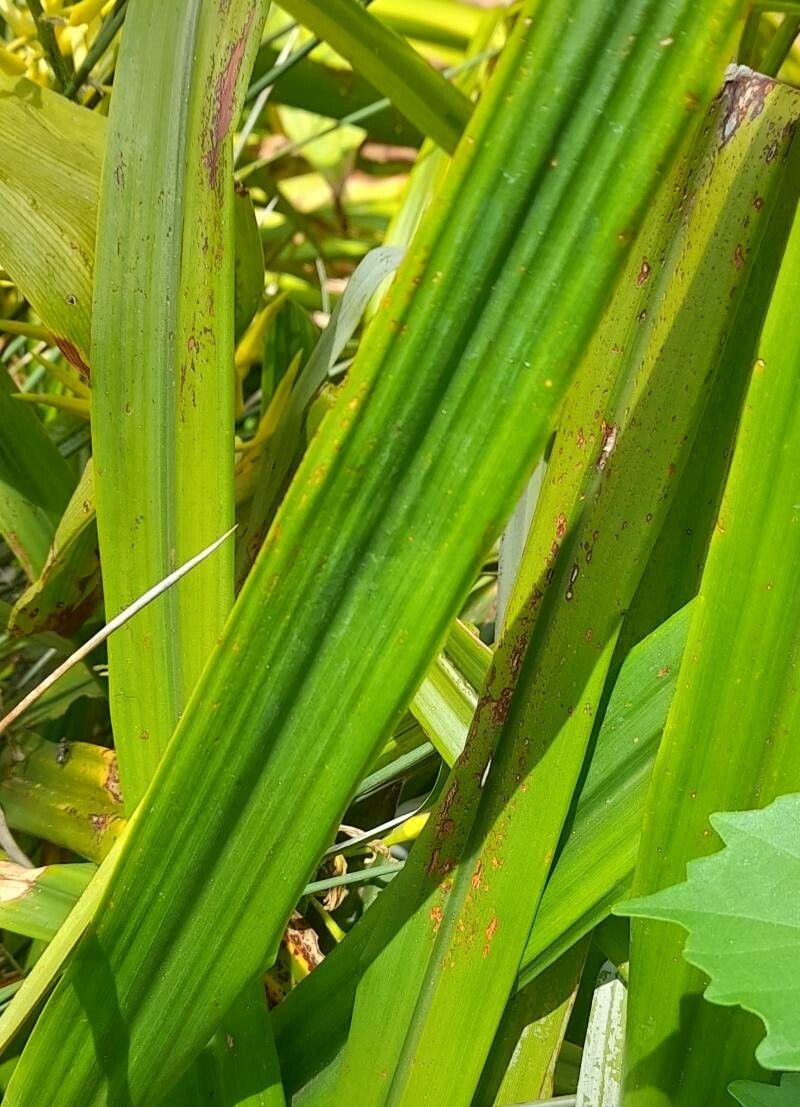 Pitcairnia wilburiana — search result for 'Pitcairnia'