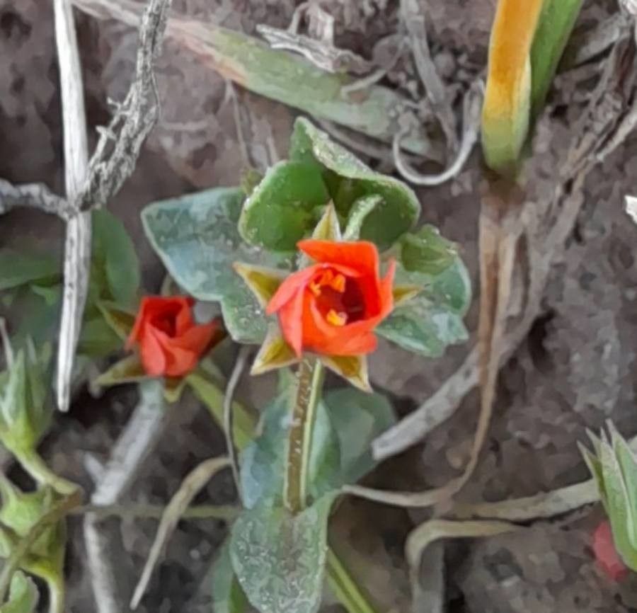 Lysimachia arvensis flower