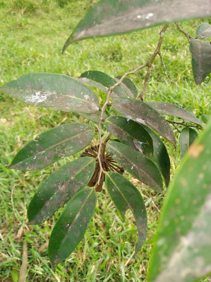 Marcgravia nepenthoides — houseplant care guide