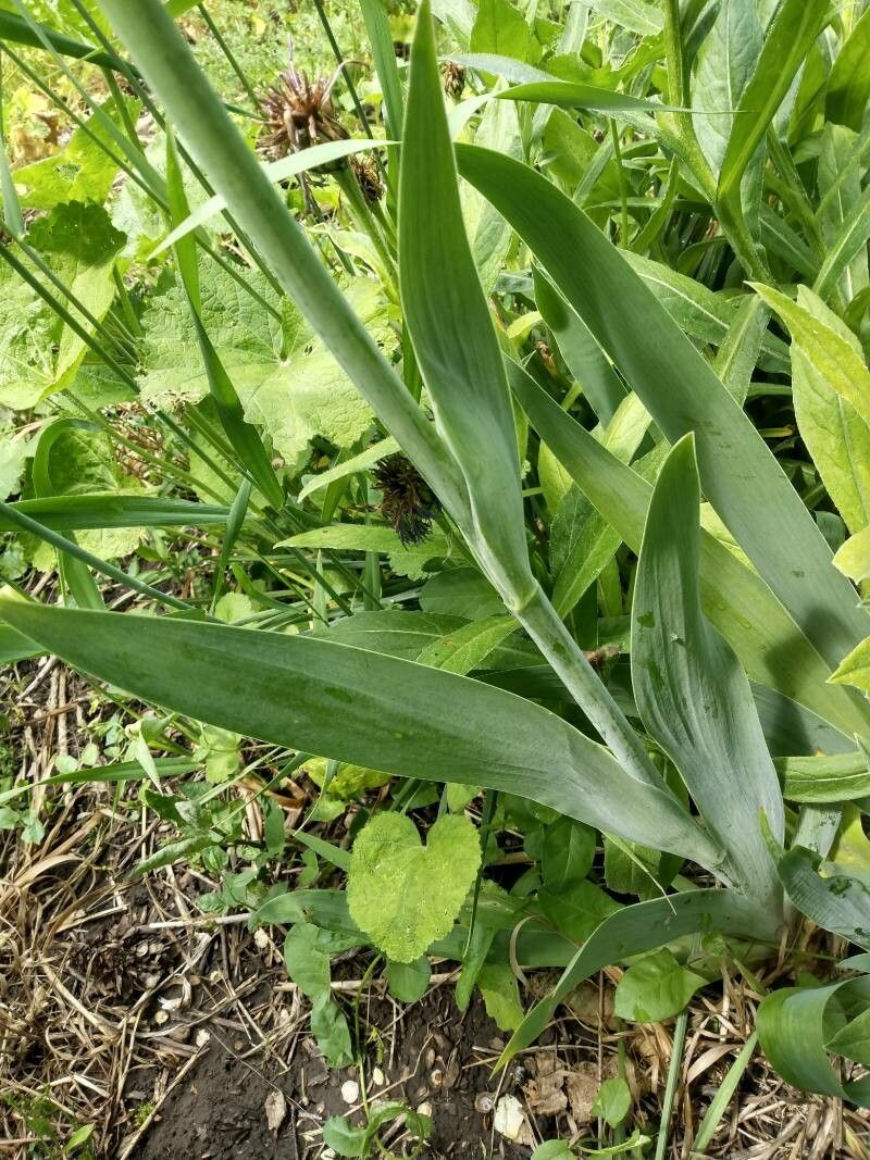 Iris x sambucina — search result for 'Iris'