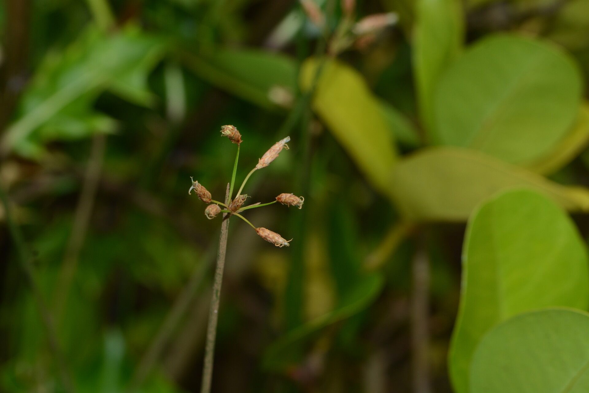 Schoenoplectus subulatus flower