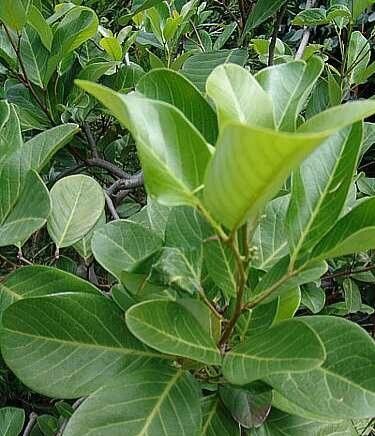 Alectryon coriaceus leaf