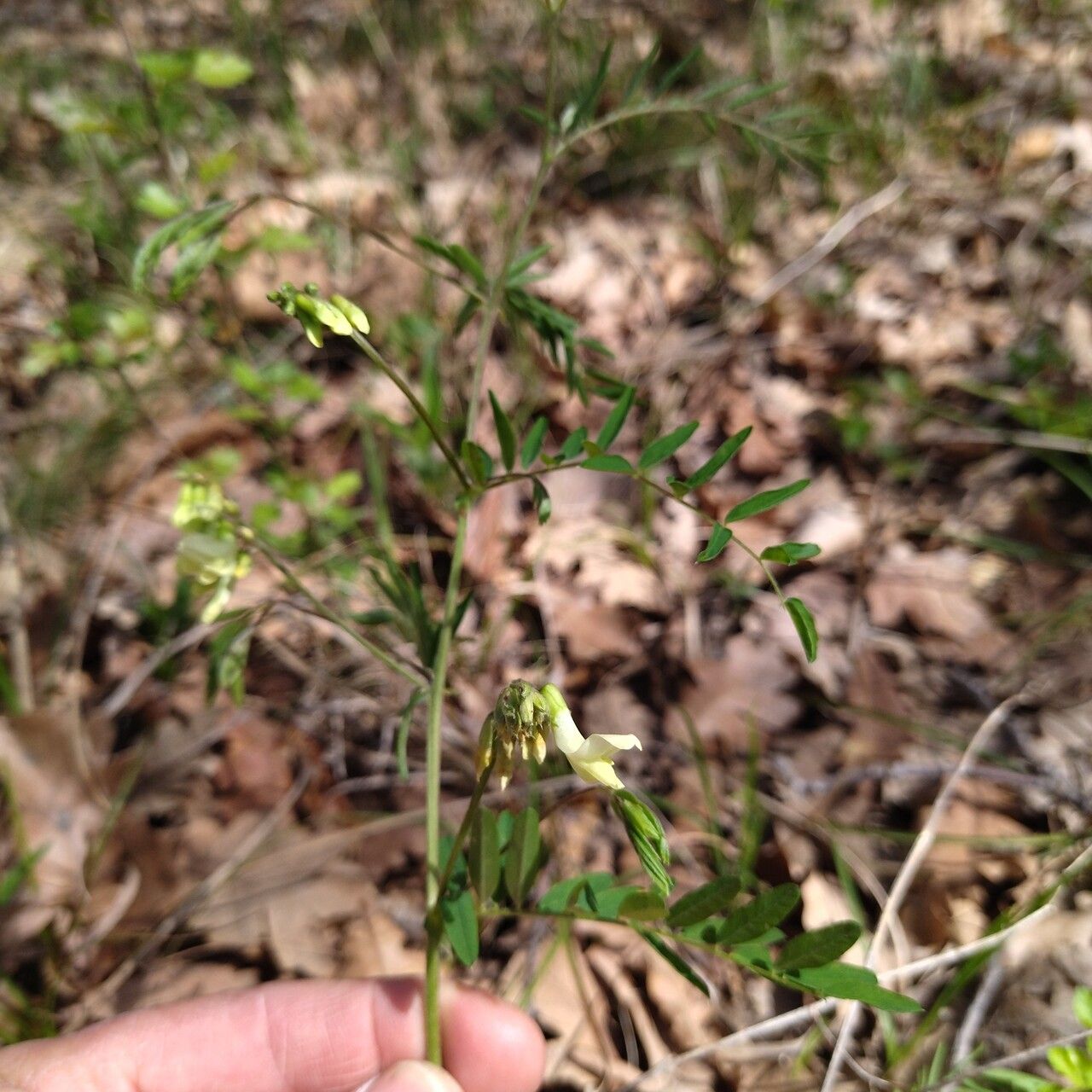 Vicia sparsiflora — houseplant care guide