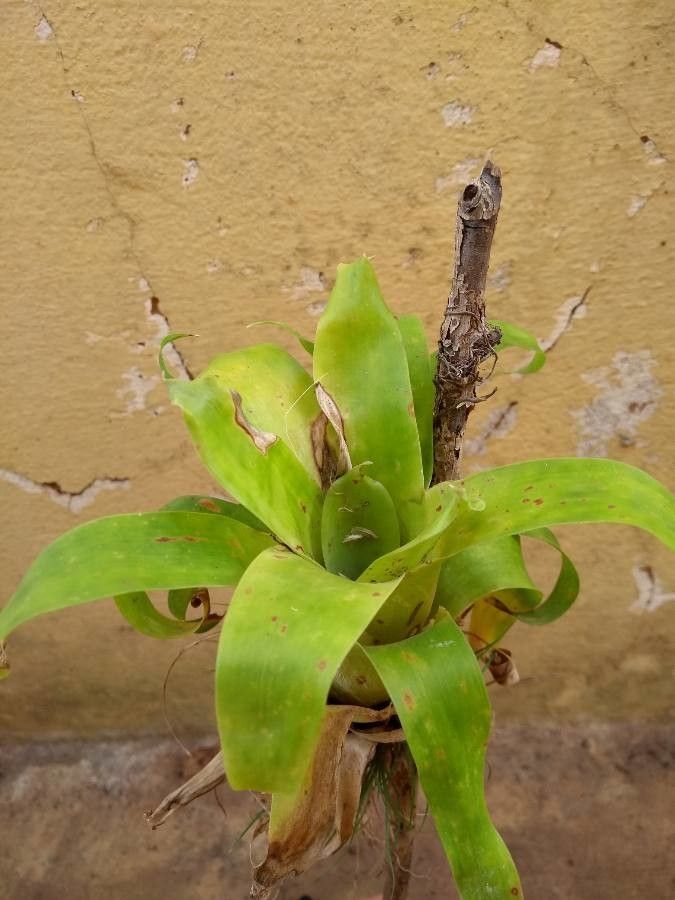 Catopsis compacta — related species from the same genus