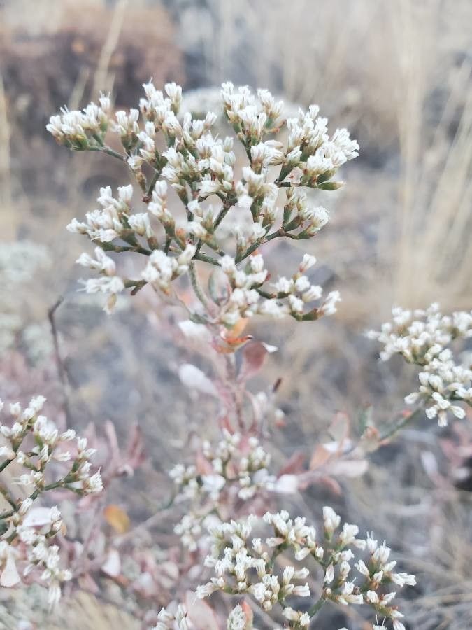 Eriogonum microthecum — search result for 'Eriogonum'