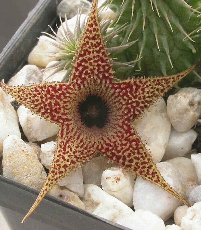 Huernia pillansii flower
