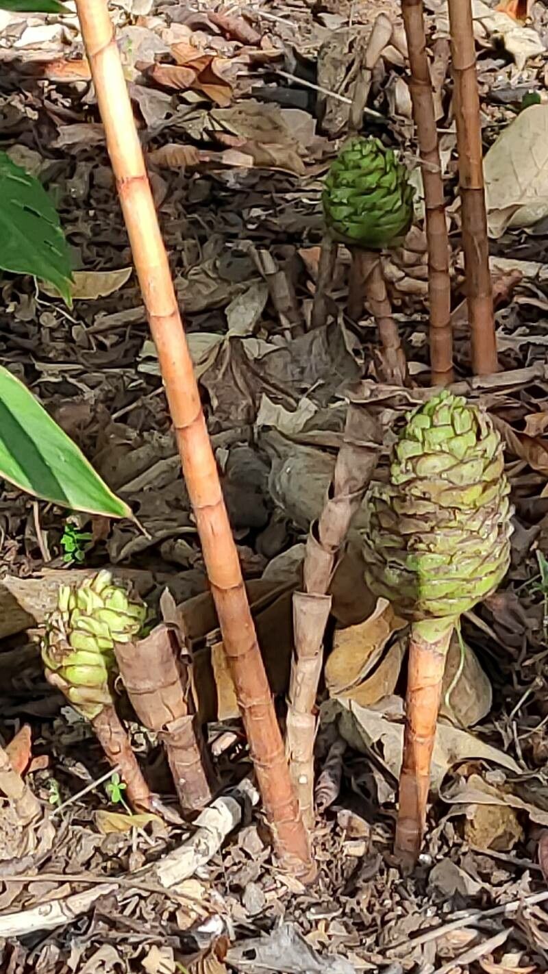 Costus dubius flower