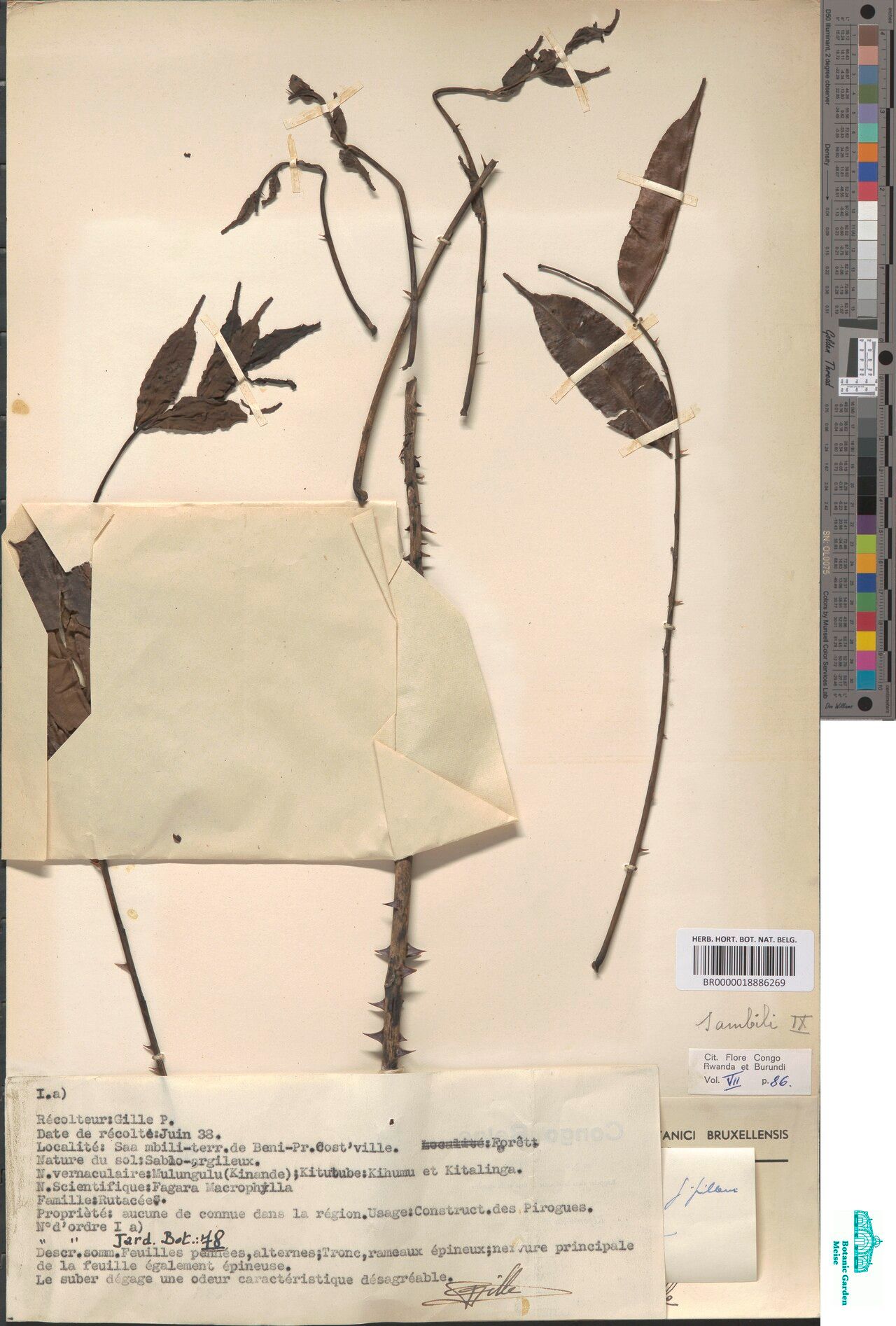 Zanthoxylum renieri — houseplant care guide