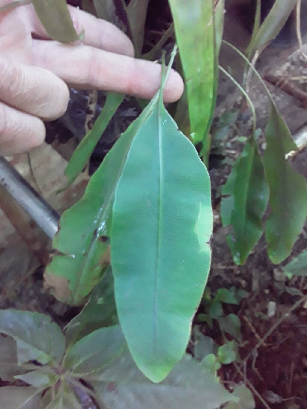 Elaphoglossum obovatum — houseplant care guide