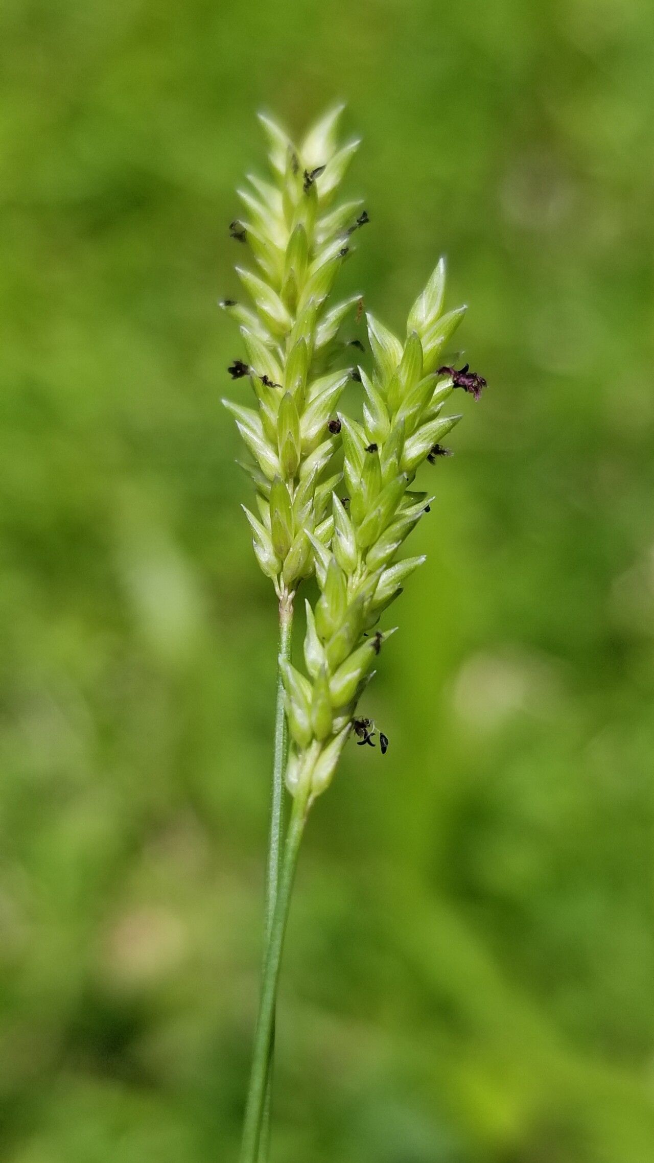 Sacciolepis indica — houseplant care guide