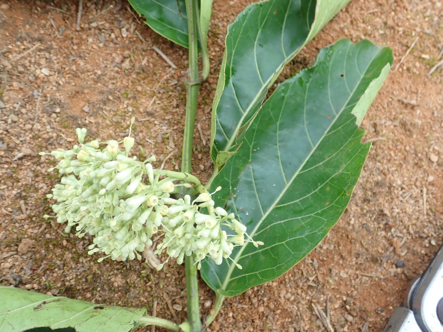 Psydrax subcordatus — houseplant care guide