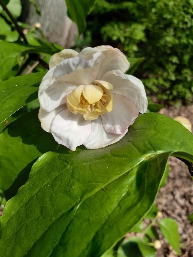 Calycanthus chinensis flower