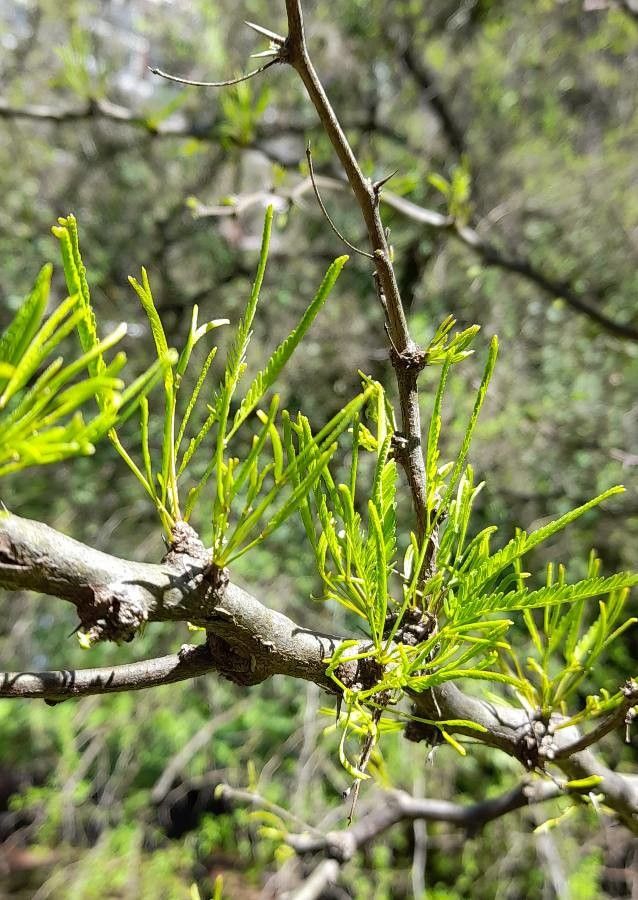Prosopis caldenia leaf