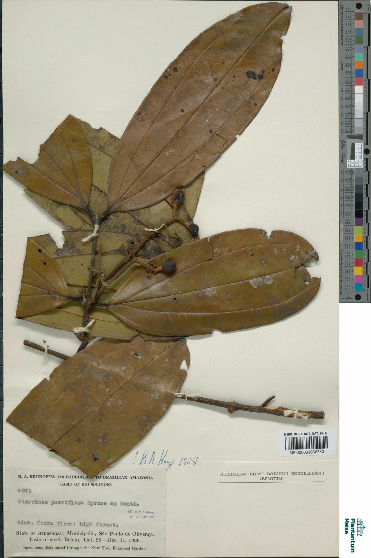 Strychnos parviflora fruit