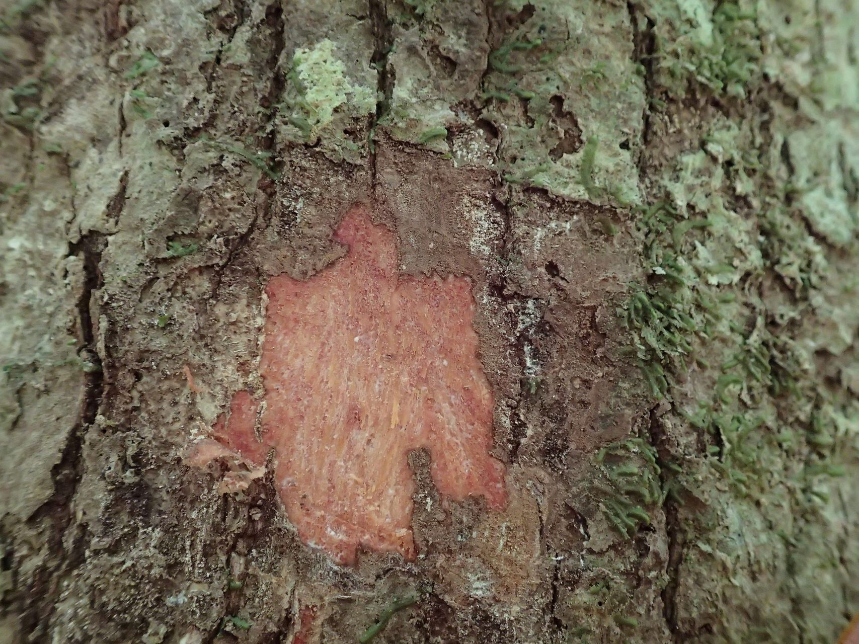 Planchonella amieuana — related species from the same genus