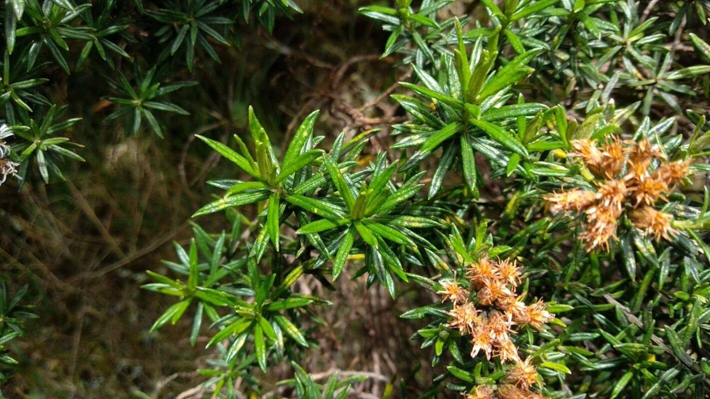 Diplostephium revolutum — houseplant care guide