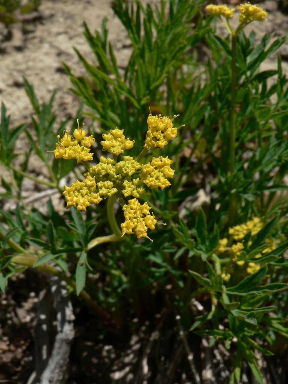 Lomatium brandegeei flower
