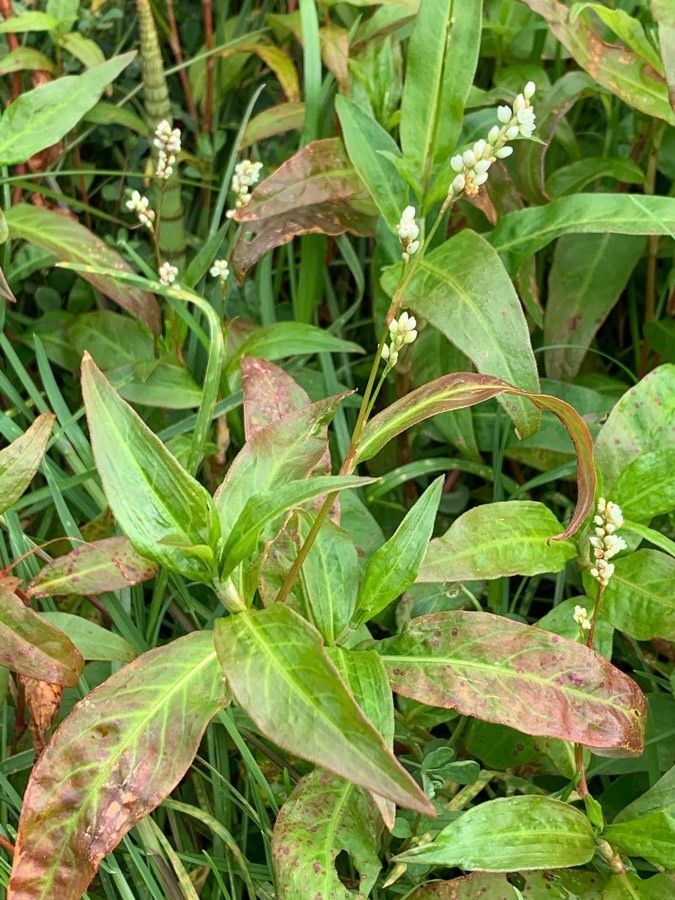 Persicaria hydropiperoides flower