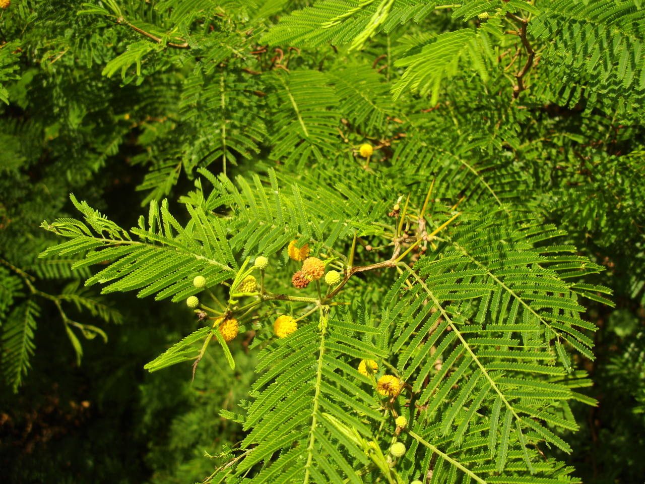 Vachellia macracantha flower