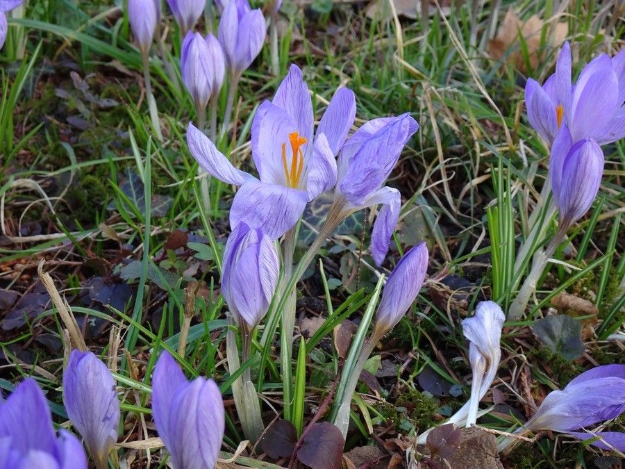 Crocus versicolor habit