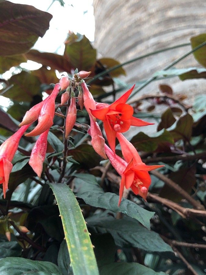 Fuchsia triphylla flower