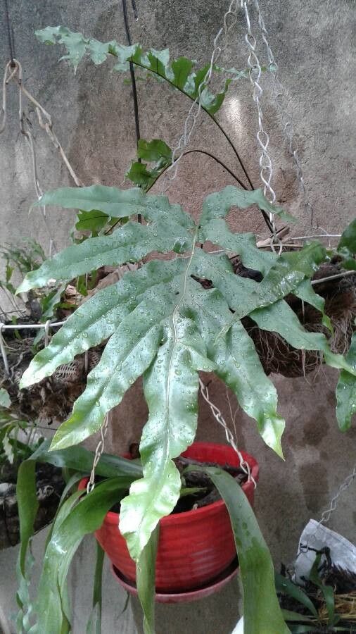 Phlebodium decumanum leaf