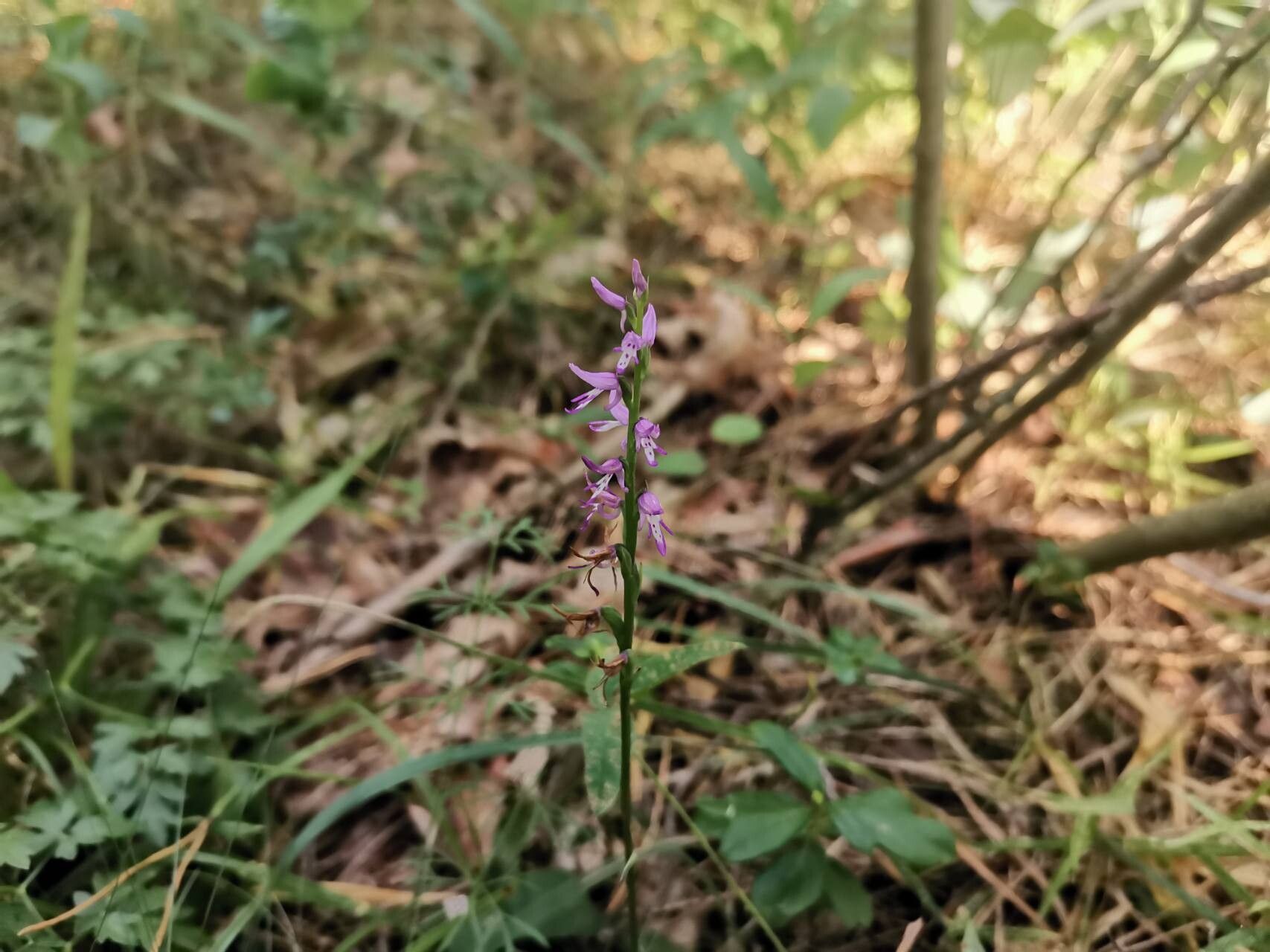 Hemipilia cucullata flower